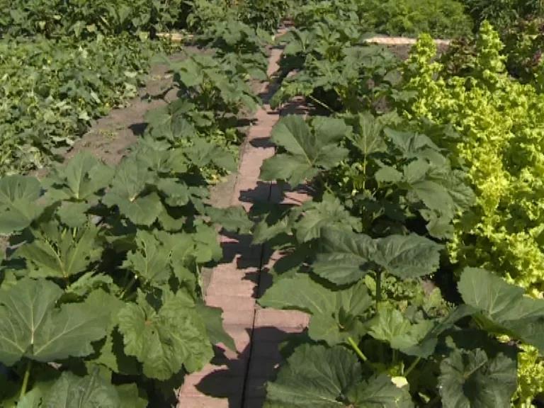 1628295537630041207.jpg 4.jpg